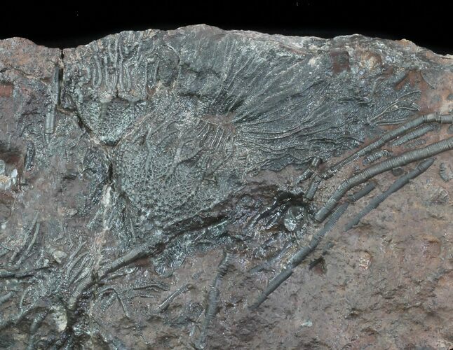Silurian Fossil Crinoid (Scyphocrinites) Plate - Morocco #89240